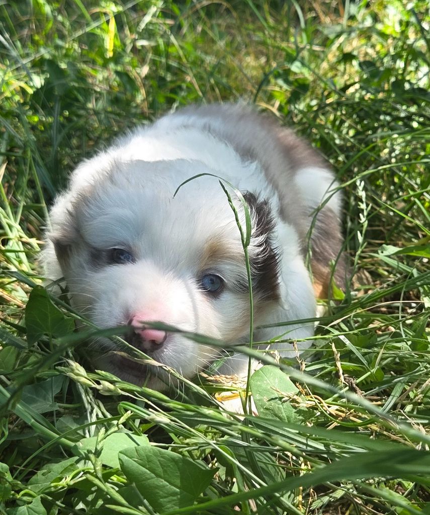 Du Rêve De Shanizo Lo - Chiots disponibles - Berger Australien
