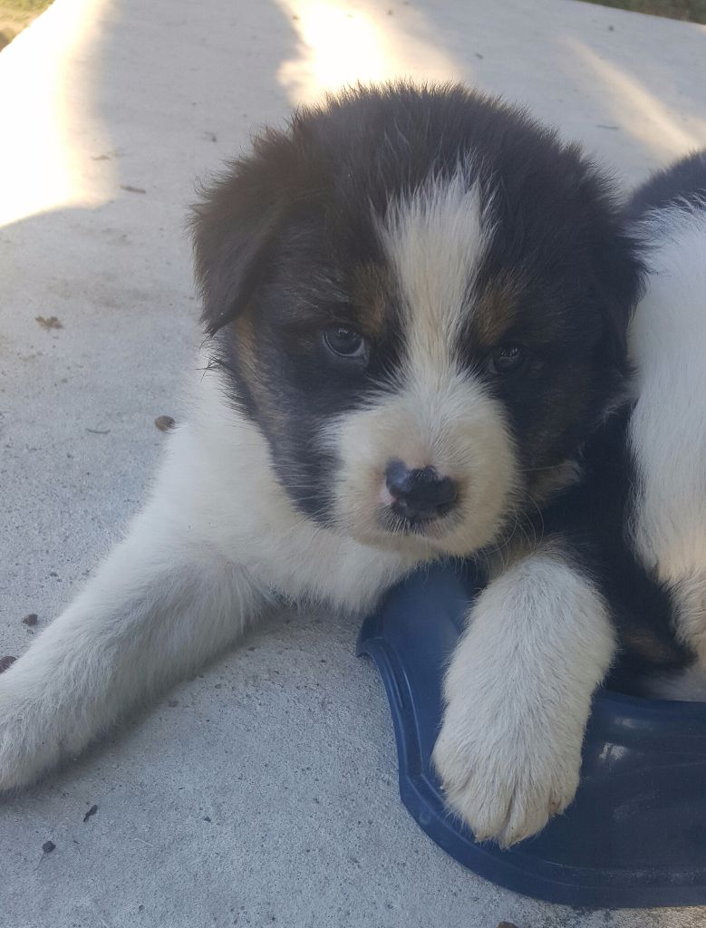 Du Rêve De Shanizo Lo - Berger Australien - Portée née le 03/07/2017