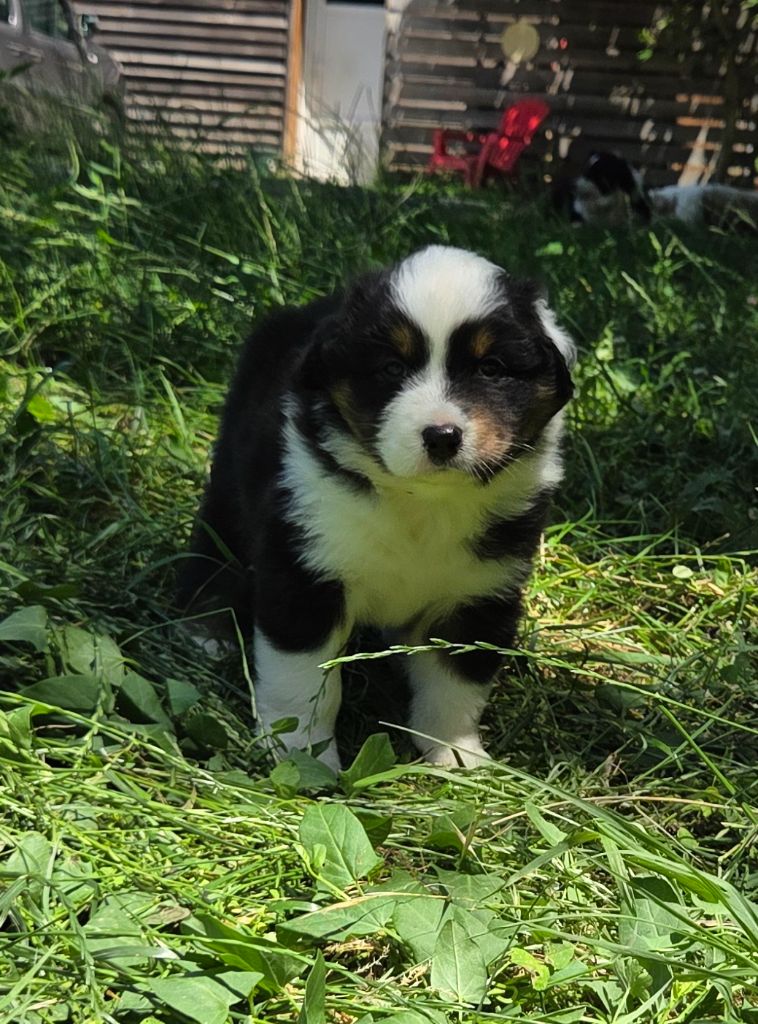 Du Rêve De Shanizo Lo - Chiots disponibles - Berger Australien