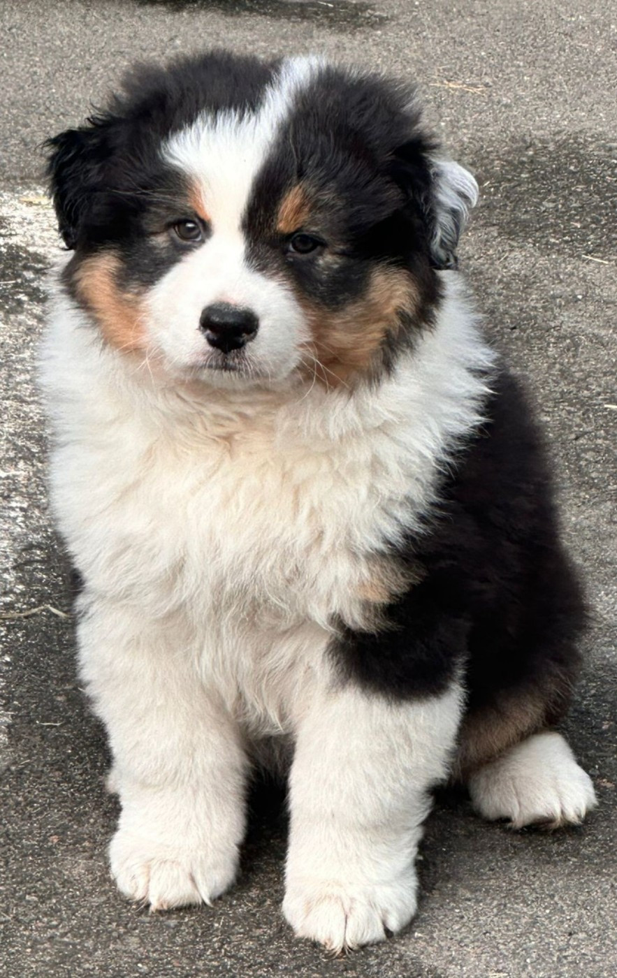 Du Rêve De Shanizo Lo - Chiots disponibles - Berger Australien