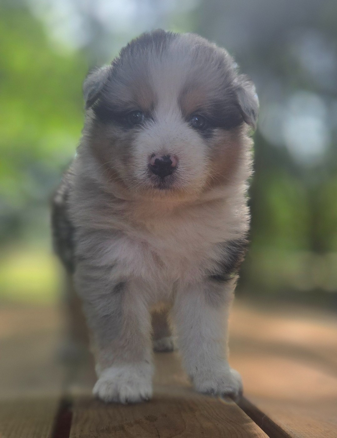 Du Rêve De Shanizo Lo - Chiots disponibles - Berger Australien
