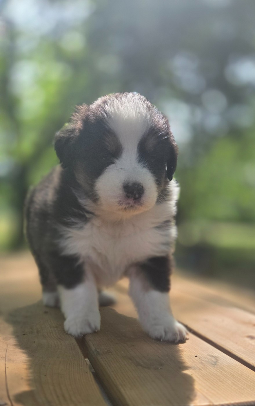 Du Rêve De Shanizo Lo - Chiots disponibles - Berger Australien