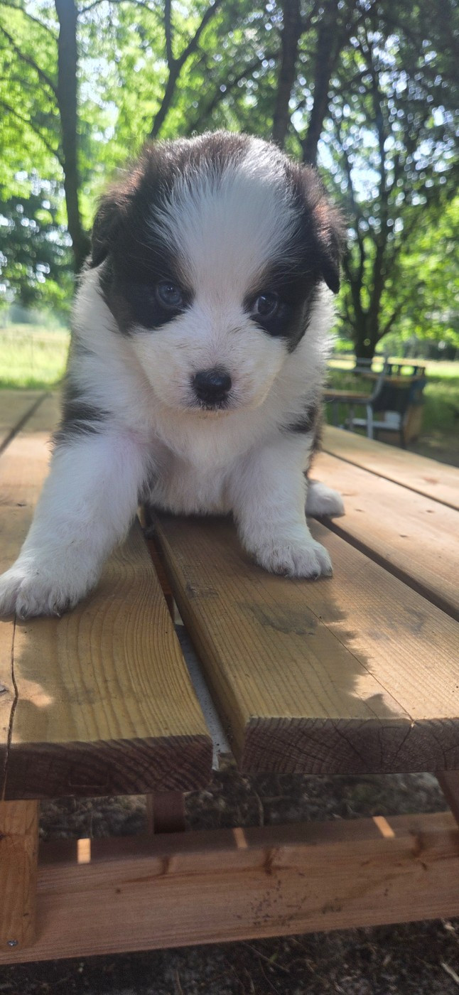 Du Rêve De Shanizo Lo - Chiots disponibles - Berger Australien