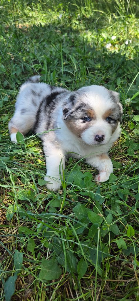 Du Rêve De Shanizo Lo - Chiots disponibles - Berger Australien