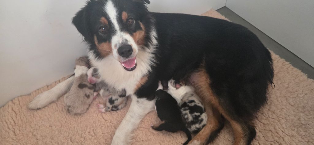 Chiot Berger Australien Du Rêve De Shanizo Lo