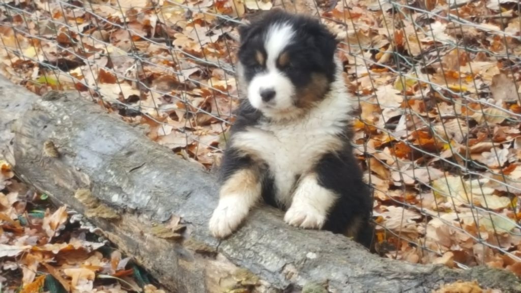 Du Rêve De Shanizo Lo - Berger Australien - Portée née le 27/10/2018