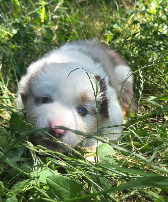 ALBUS
