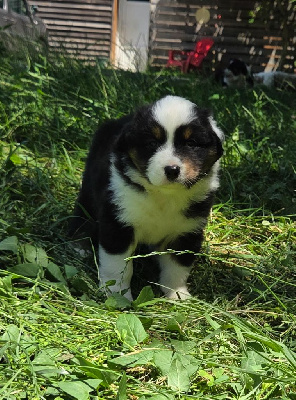 CHIOT 1