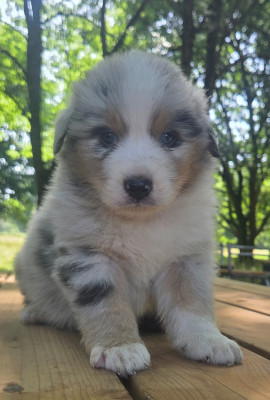 Chiot N°1