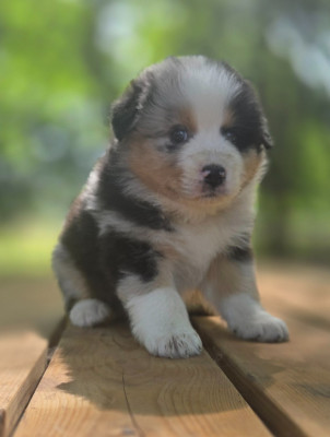Chiot N°4