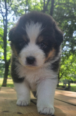 Chiot N°5