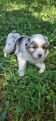 CHIOT 2