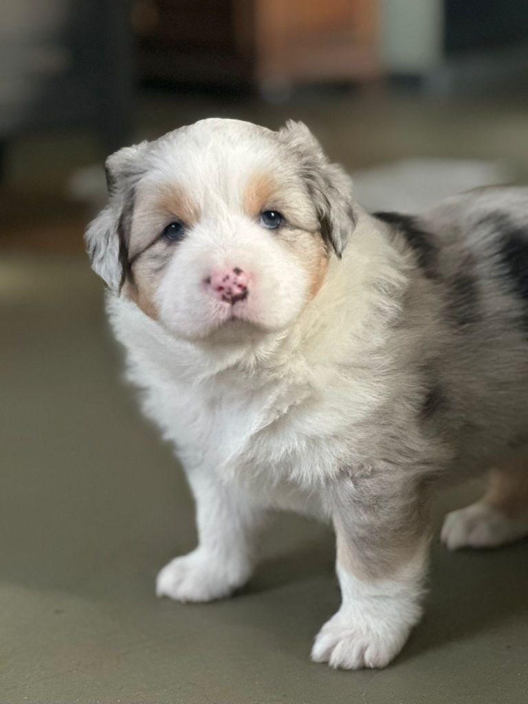 Du Rêve De Shanizo Lo - Chiots disponibles - Berger Australien