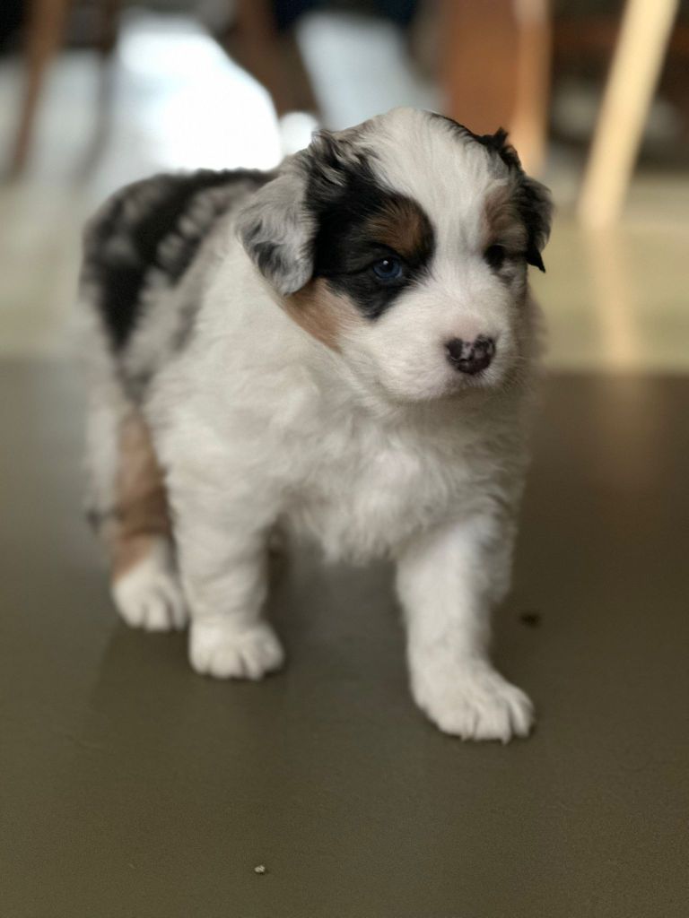 Du Rêve De Shanizo Lo - Chiots disponibles - Berger Australien