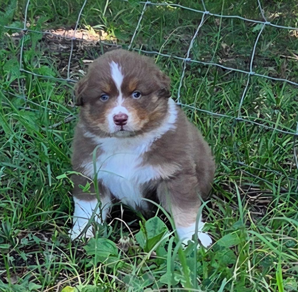 Du Rêve De Shanizo Lo - Chiots disponibles - Berger Australien